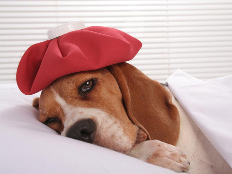 Common Health Issues in Dogs